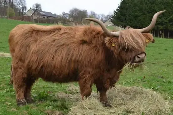 Ginger steht auf einer Weide
