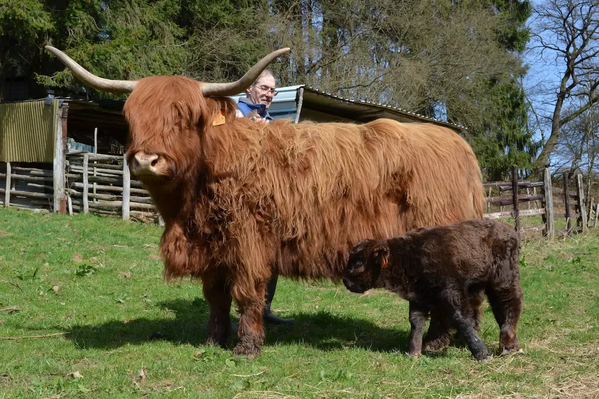 Star mit einem Kalb auf einer Weide