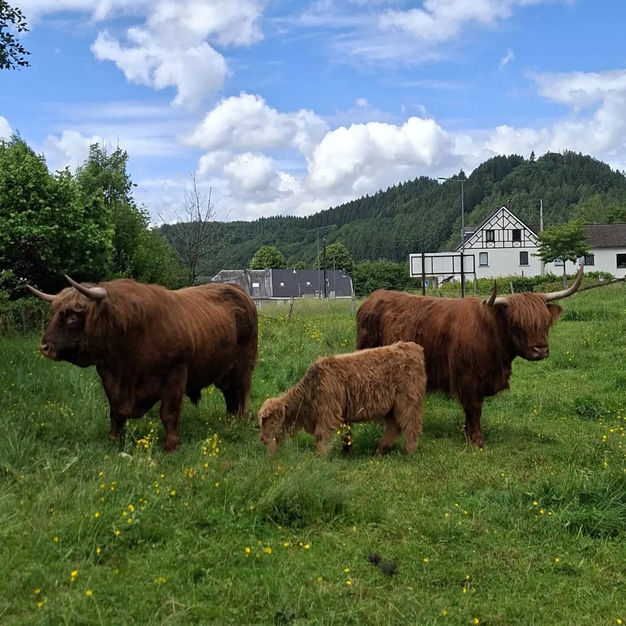 Highland Cattle dans une prairie