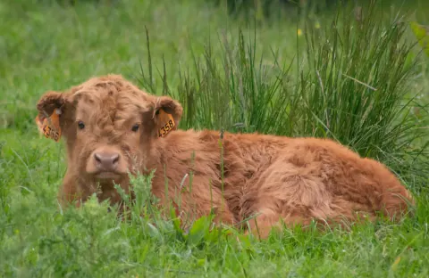 Junges rotes Highland-Kalb liegt im hohen Gras