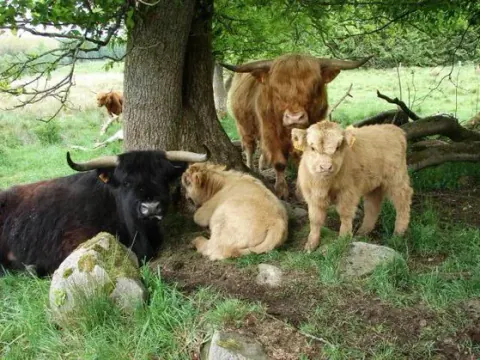 Ausgewachsene Highland Cattle und zwei Kälber unter einem Baum