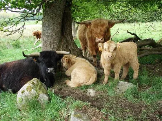 Highland-Cattle-Herde unter einem Baum