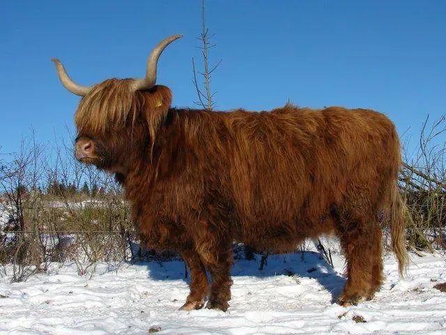 Highland Cattle im Schnee