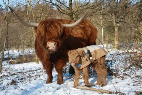 Rotes Highland Cattle mit einem Kalb im Mantel im Schnee