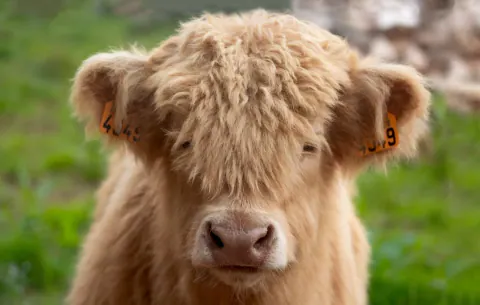 Nahaufnahme eines jungen hellen Highland Cattle