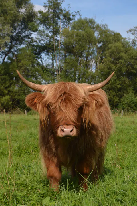 Rotes Highland Cattle mit langen Hörnern blickt in die Kamera