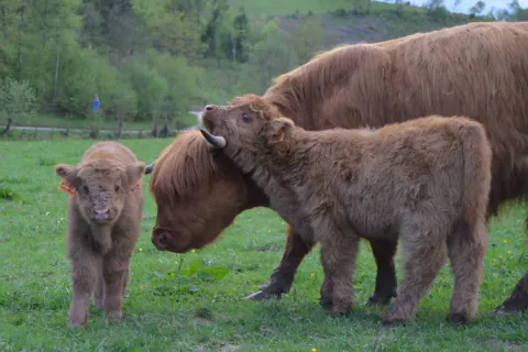 Zwei helle Kälber bei Highland Cattle auf einer Weide