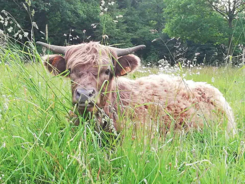 Highland Cattle und sein Kalb liegen im hohen Gras
