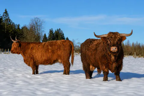 Zwei rote Highland Cattle auf einer verschneiten Weide