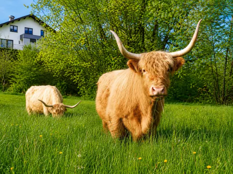 Zwei helle Highland Cattle auf einer sonnigen Weide