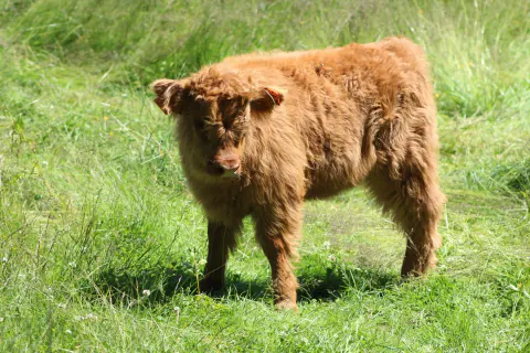 Junges rotes Highland-Kalb auf einer Weide