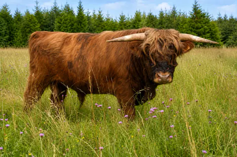 Rotes Highland Cattle auf einer blühenden Weide vor Nadelbäumen