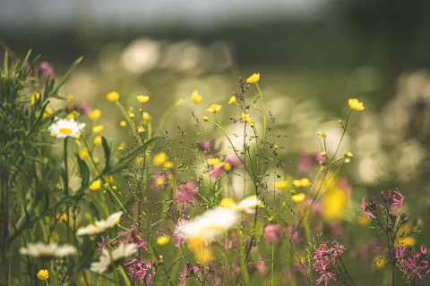 Gelbe, weiße und rosa Blumen auf einer Wiese