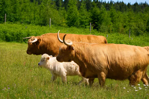 Drei helle Highland Cattle und ein Kalb gehen über eine Weide