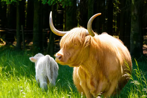 Helles Highland Cattle in der Sonne mit einem Jungtier im Hintergrund