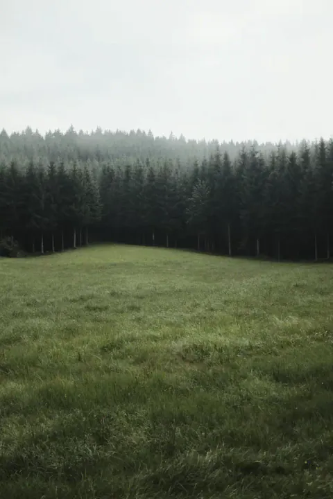 Offene Weide vor Nadelbäumen unter nebligem Himmel