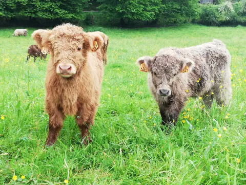 Zwei junge helle Highland Cattle blicken auf einer Weide in die Kamera