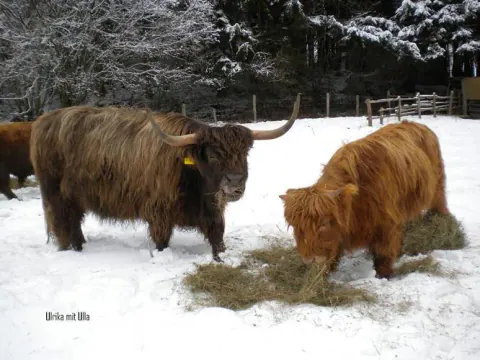 Zwei Highland Cattle fressen im Schnee Heu