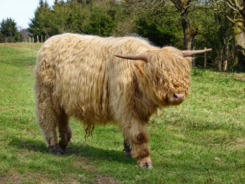 Helles Highland Cattle mit langen Hörnern auf einer Weide