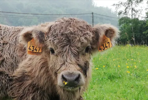 Nahaufnahme eines jungen grauen Highland Cattle auf einer Weide