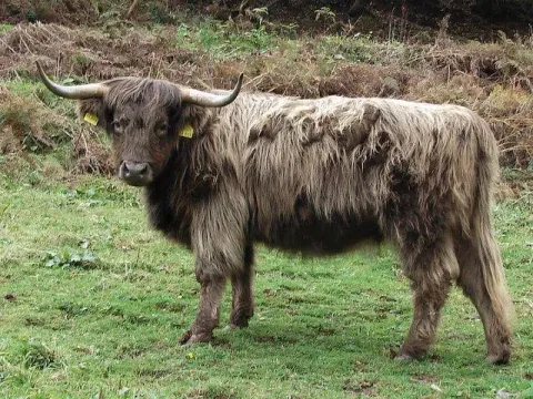 Graues Highland Cattle am Rand eines Waldes