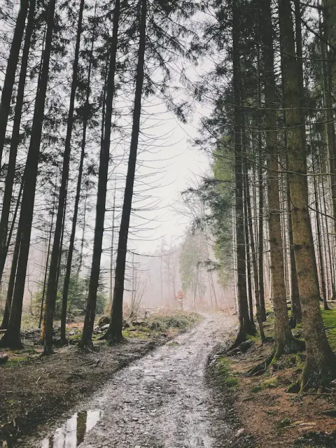 Feuchter Weg durch einen nebligen Nadelwald