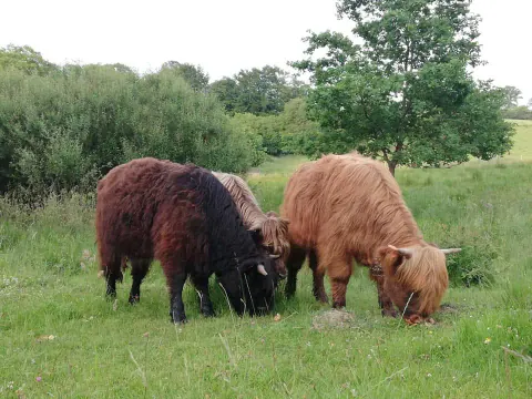 Drei Highland Cattle grasen gemeinsam auf einer Weide