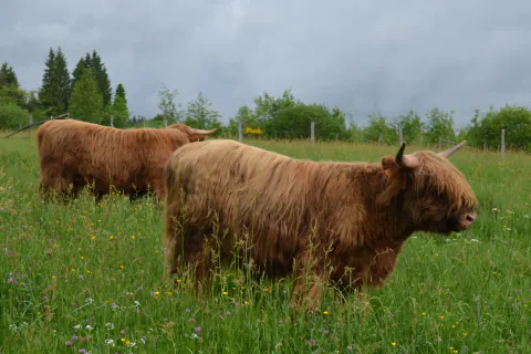 Zwei Highland Cattle auf einer blühenden Weide unter bedecktem Himmel