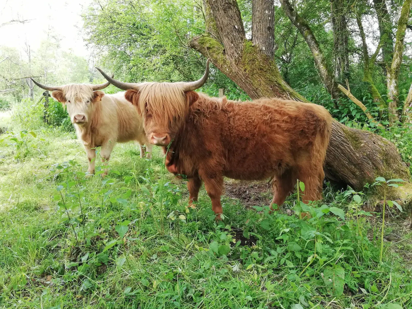 Rote und weiße Highland-Kühe