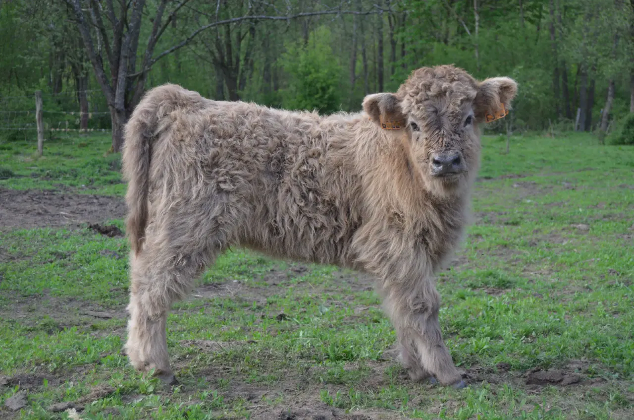 Junges Highland-Kalb