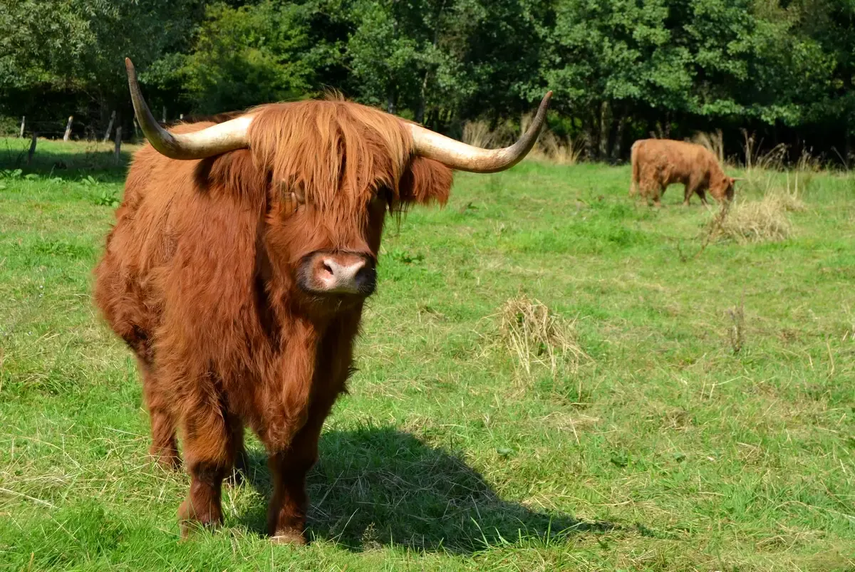 Highland Cattle dans une prairie