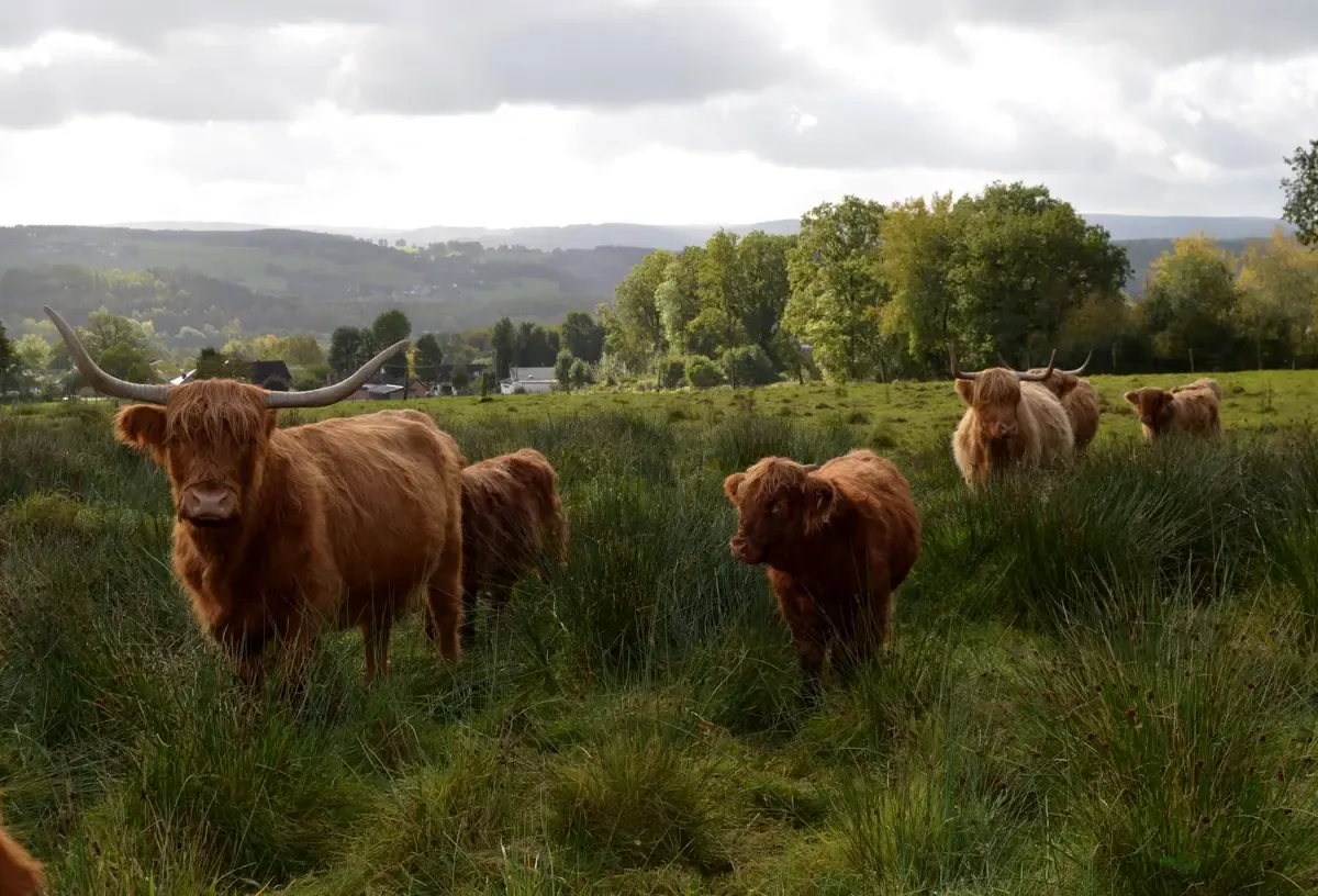 Highland Cattle auf den Weiden rund um Malmedy