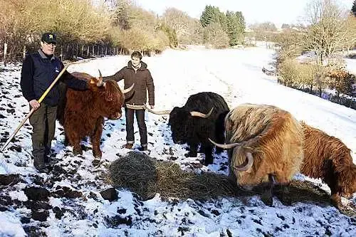 Highland Cattle und Züchter im Schnee