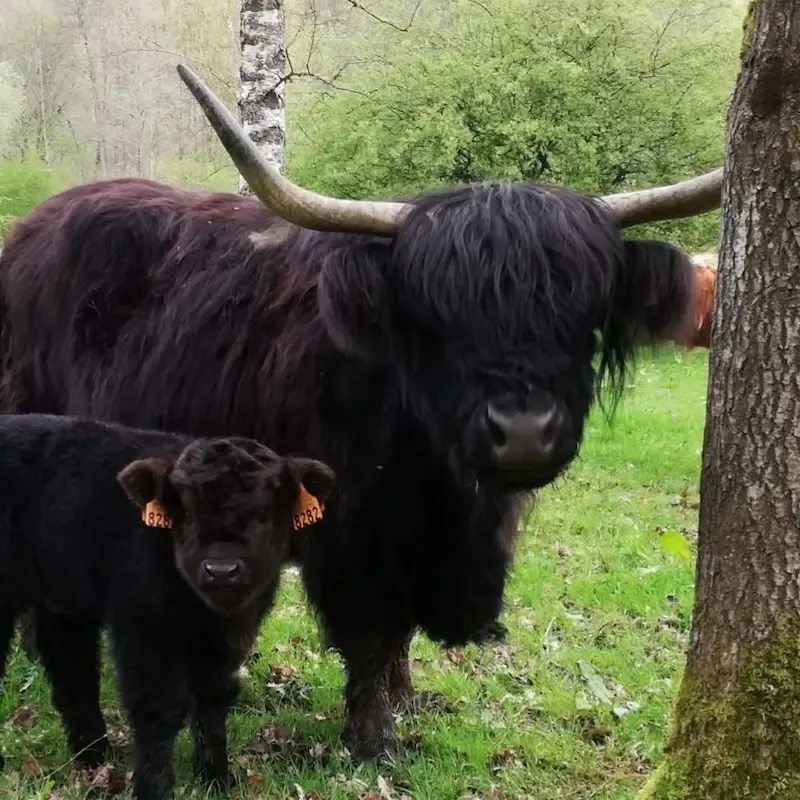 Highland Cattle mit schwarzem Fell