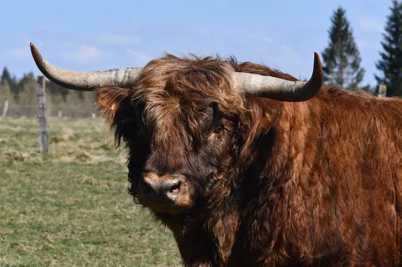 Highland Cattle mit gestromtem Fell
