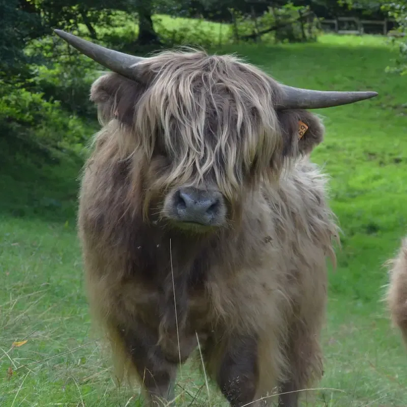 Highland Cattle mit grauem Fell