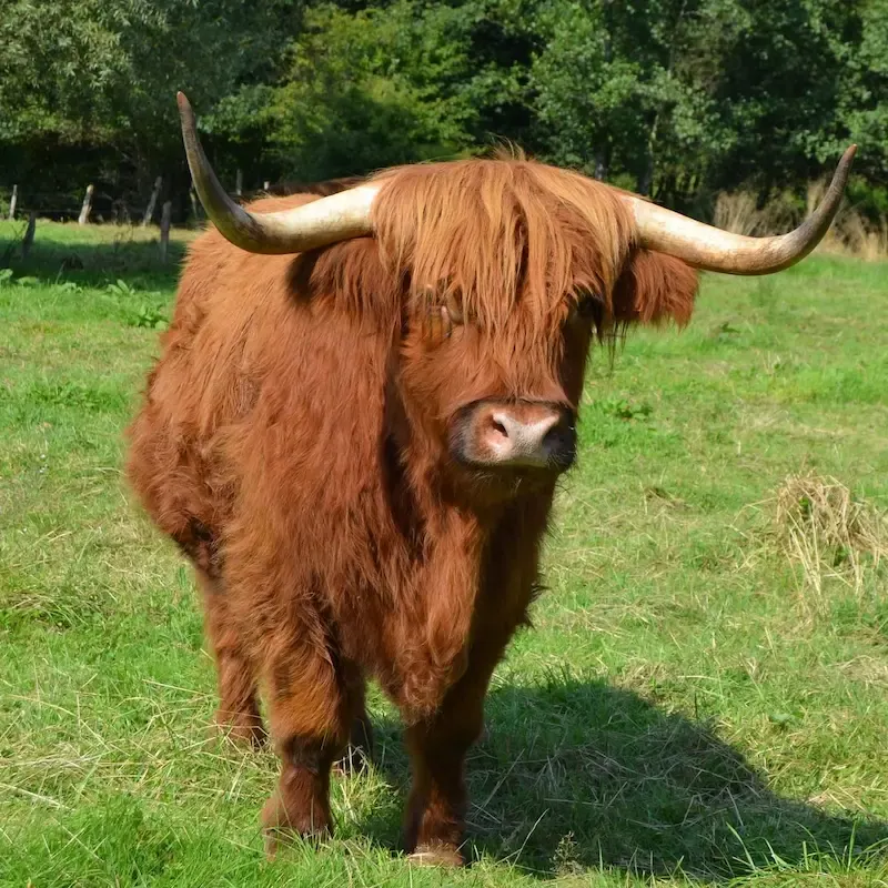 Highland Cattle mit rotem Fell