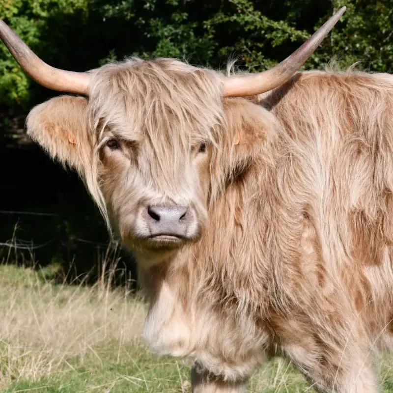 Highland Cattle mit silberfarbenem Dun-Fell