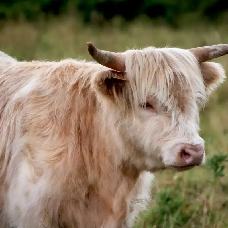 Highland Cattle mit weißem Fell