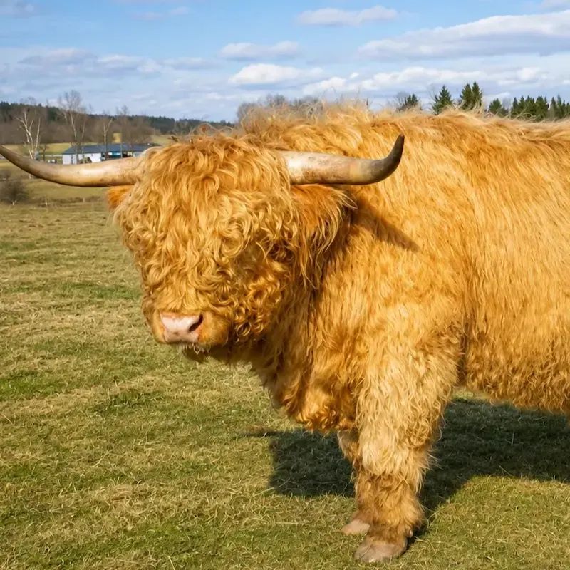 Highland Cattle mit gelbem Fell