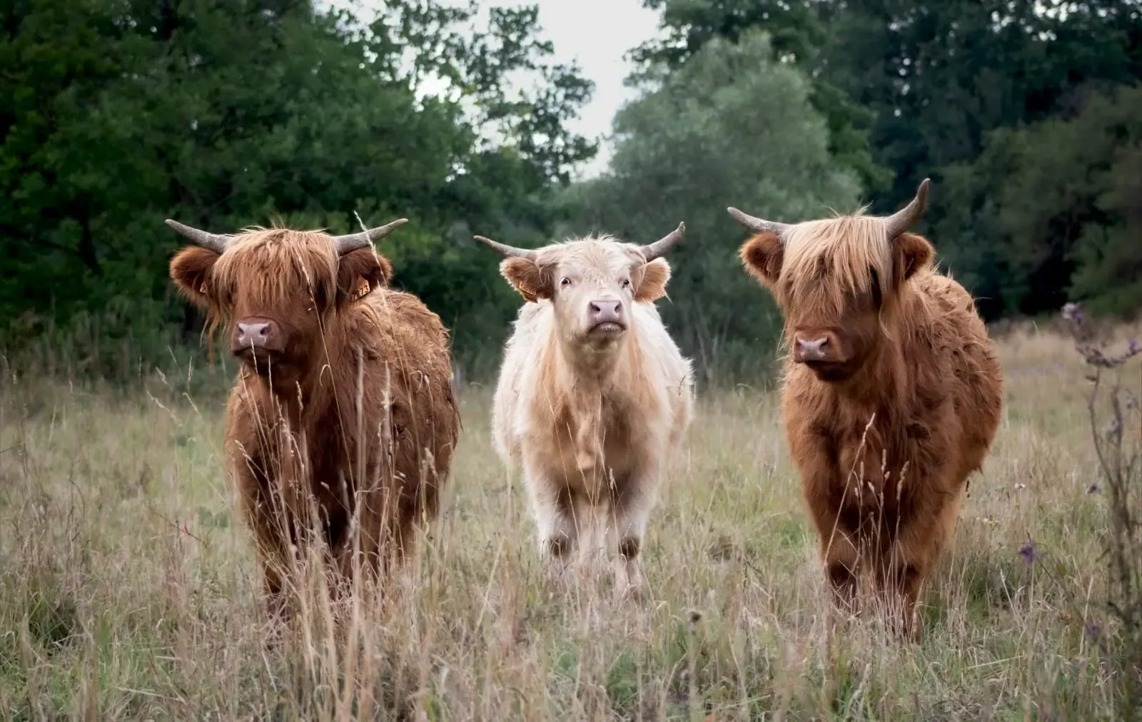 Drei junge Highland Cattle stehen auf einer Weide