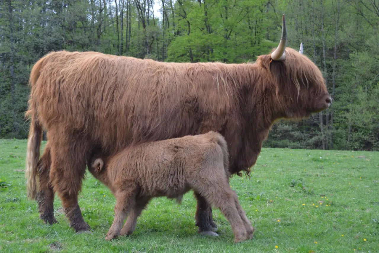 Highland-Kuh säugt ihr Kalb