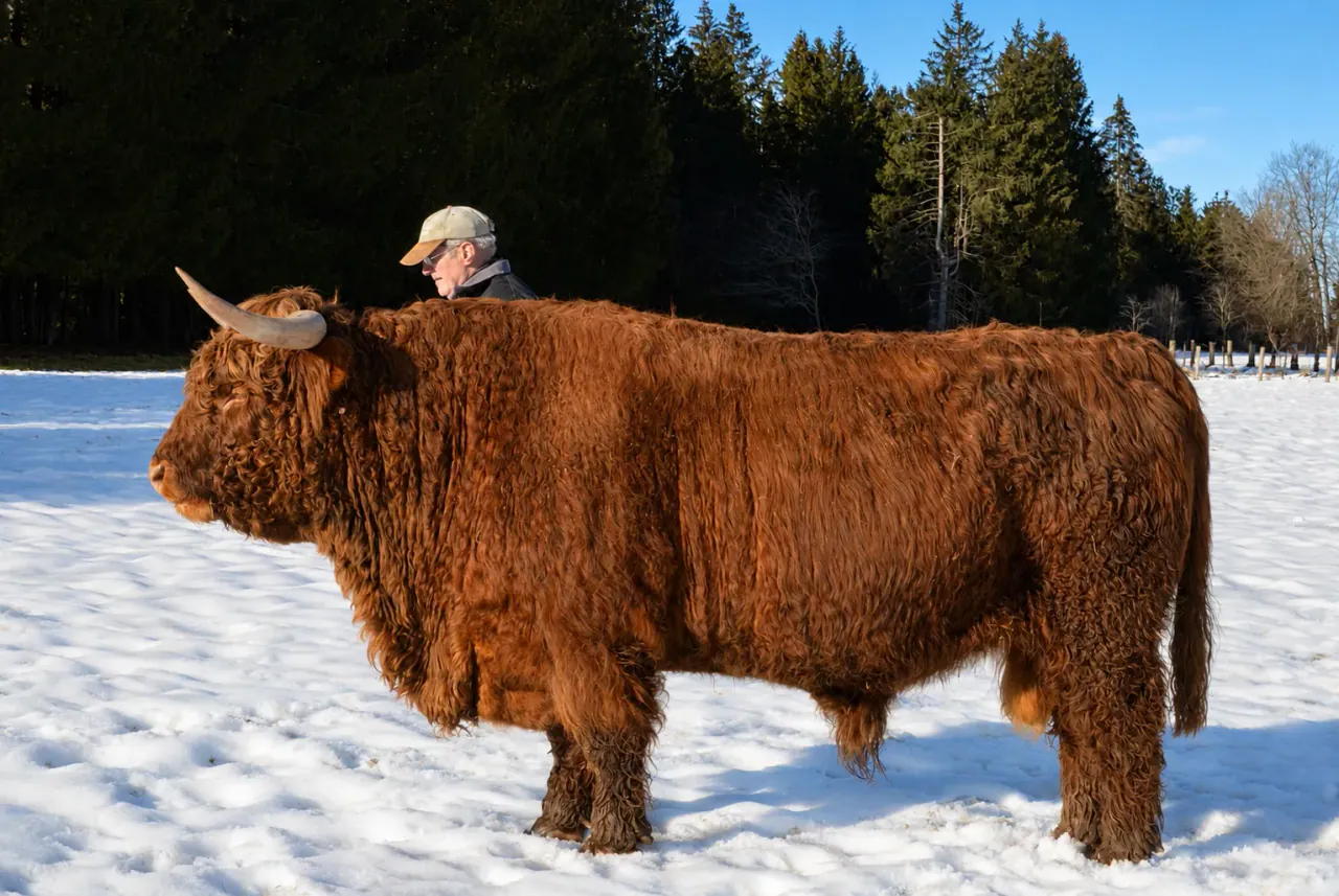 Highland-Bulle im Schnee
