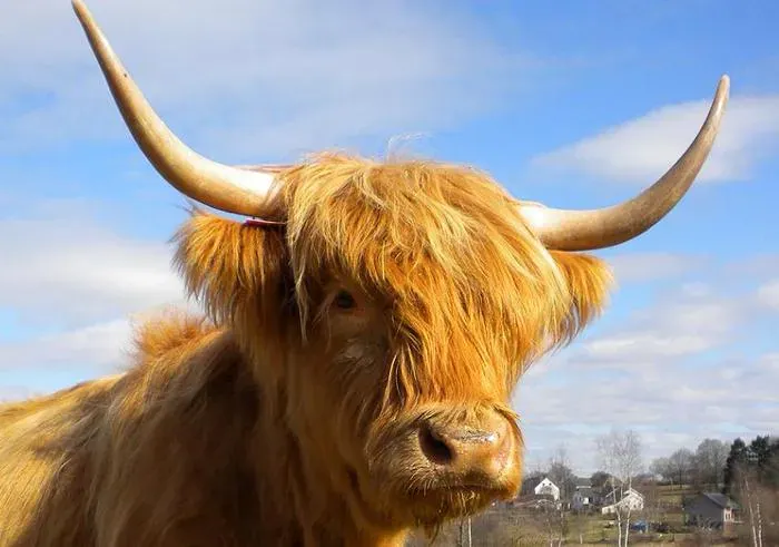 Vache Highland Cattle