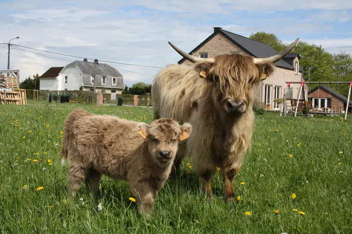 Jeune veau Highland Cattle gris