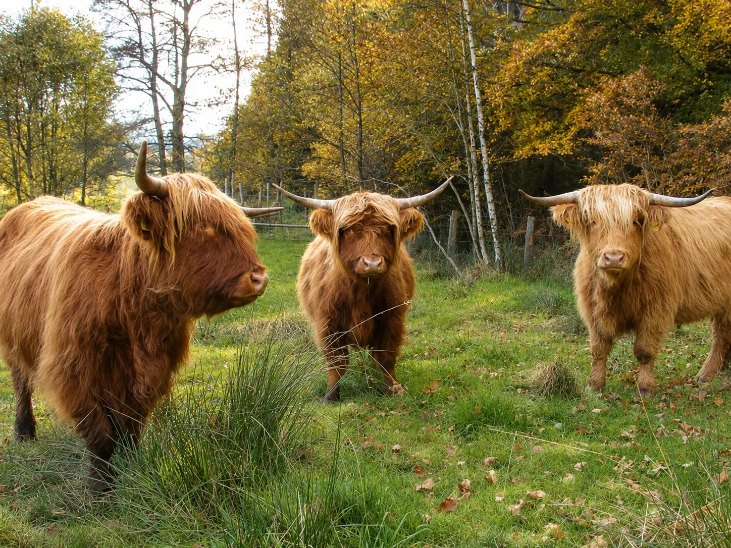 Drei Highland Cattle im Herbst