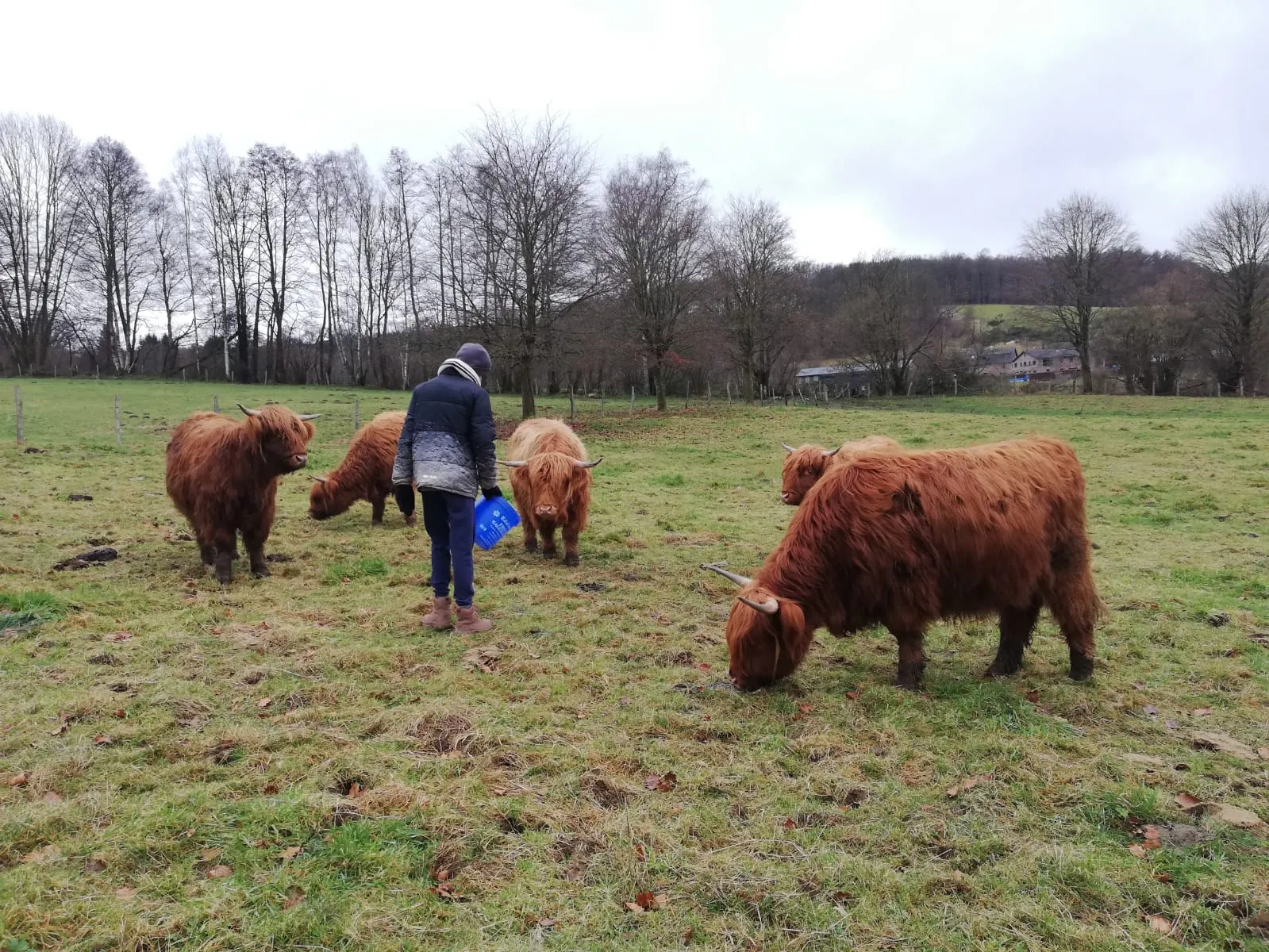 Troupeau Highland Cattle dans les pâtures