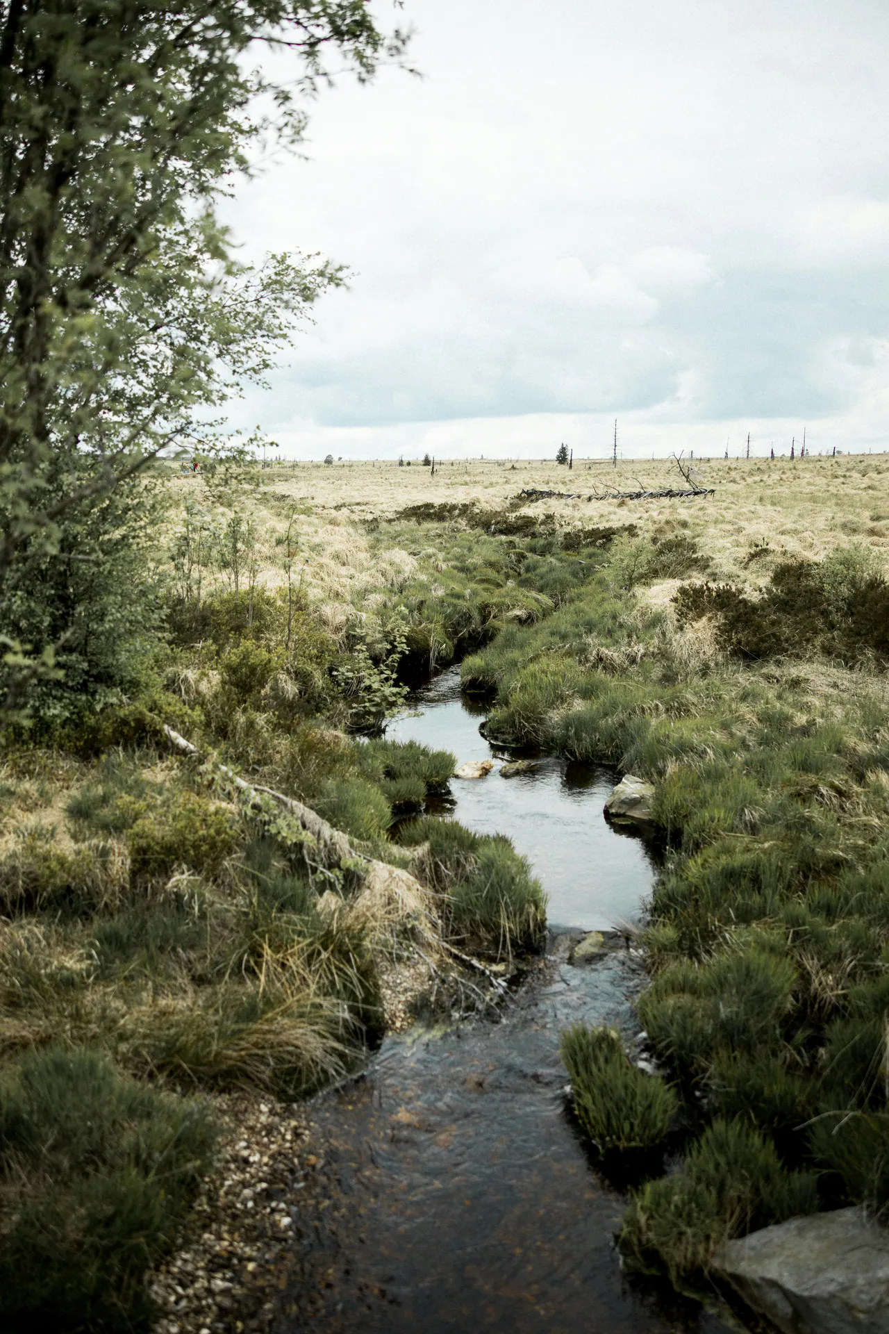 Grüne Landschaft im Hohen Venn