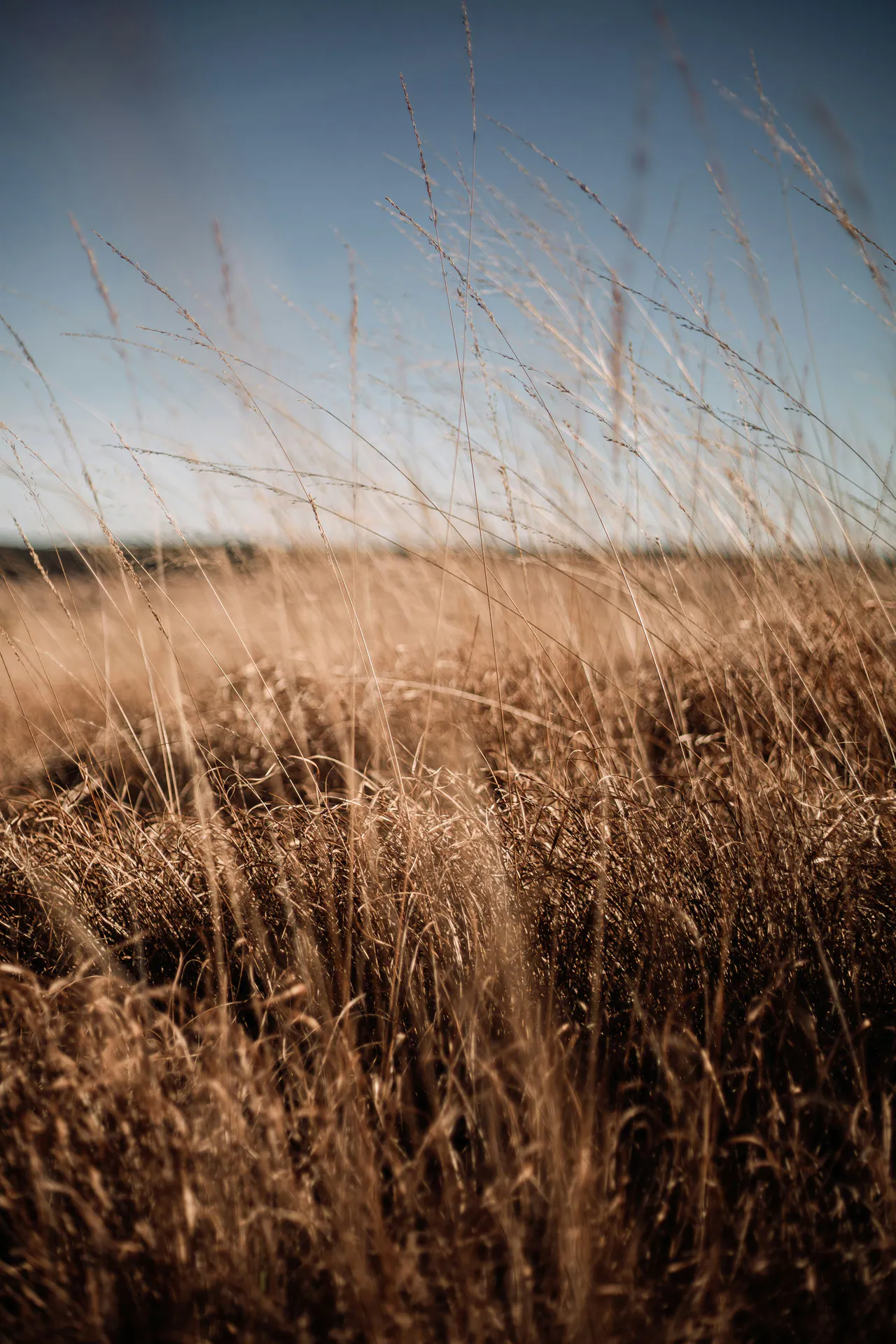 Paysage des Hautes Fagnes